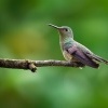 Kolibrik skvrnitoprsy - Phaeochroa cuvierii - Scaly-breasted hummingbird o2410